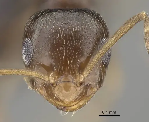 Brachymyrmex patagonicus specimen CASENT0915987 image casent0915987_2