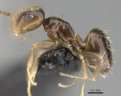 Brachymyrmex patagonicus specimen CASENT0915987 image casent0915987_3