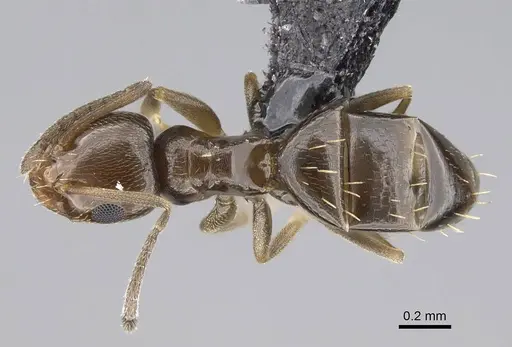 Brachymyrmex patagonicus specimen CASENT0915988 image casent0915988_1