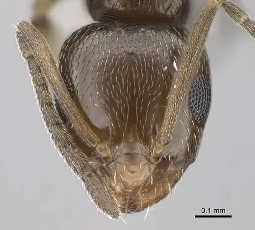 Brachymyrmex patagonicus specimen CASENT0915988 image casent0915988_2