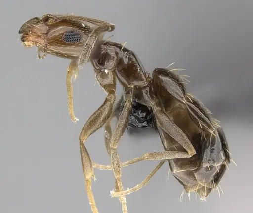 Brachymyrmex patagonicus specimen CASENT0915988 image casent0915988_3