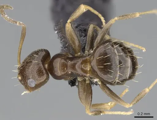 Brachymyrmex patagonicus specimen CASENT0915989 image casent0915989_1