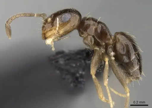 Brachymyrmex patagonicus specimen CASENT0915989 image casent0915989_3