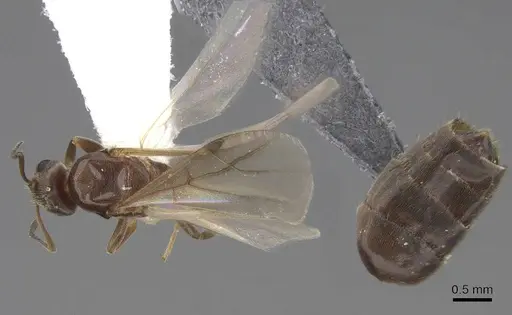 Brachymyrmex patagonicus specimen CASENT0923084 image casent0923084_1