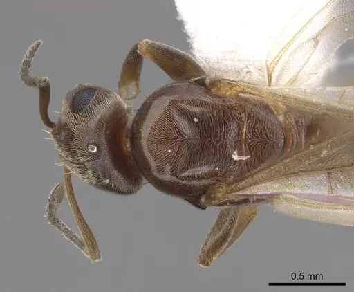Brachymyrmex patagonicus specimen CASENT0923084 image casent0923084_2