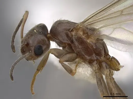 Brachymyrmex patagonicus specimen CASENT0923084 image casent0923084_4
