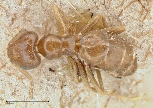 Brachymyrmex patagonicus specimen FOCOL2903 image focol2903_1