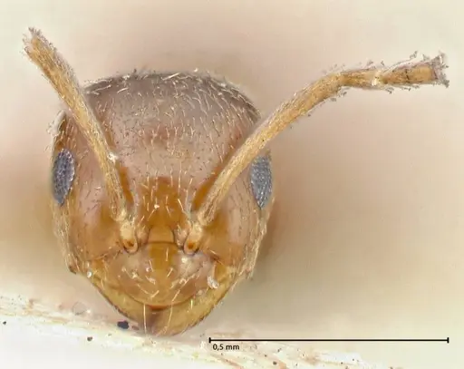 Brachymyrmex patagonicus specimen FOCOL2903 image focol2903_2