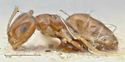 Brachymyrmex patagonicus specimen FOCOL2903 image focol2903_3