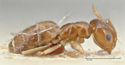 Brachymyrmex patagonicus specimen FOCOL2903 image focol2903_4