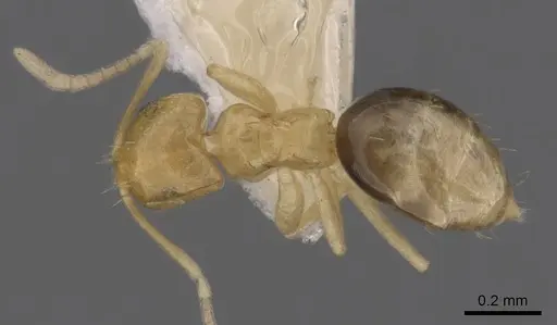 Brachymyrmex pictus specimen CASENT0249952 image casent0249952_1
