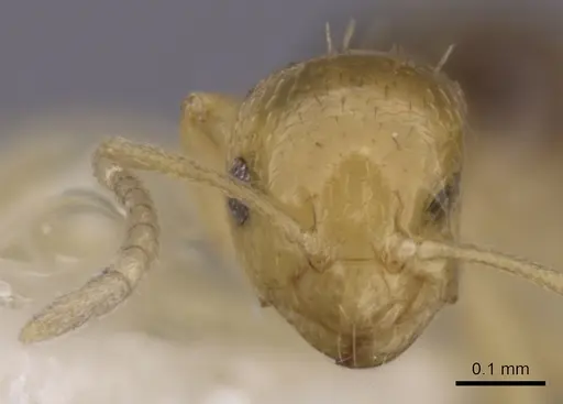 Brachymyrmex pictus specimen CASENT0249952 image casent0249952_2