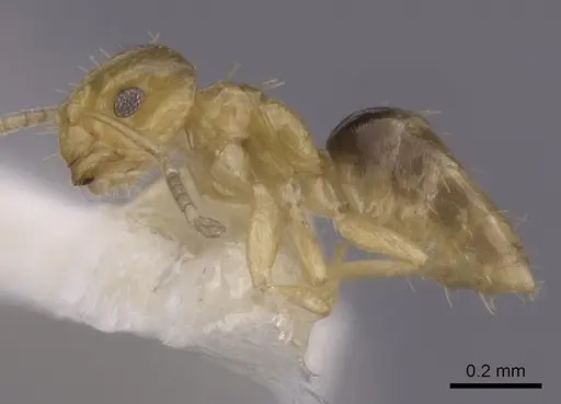 Brachymyrmex pictus specimen CASENT0249952 image casent0249952_3