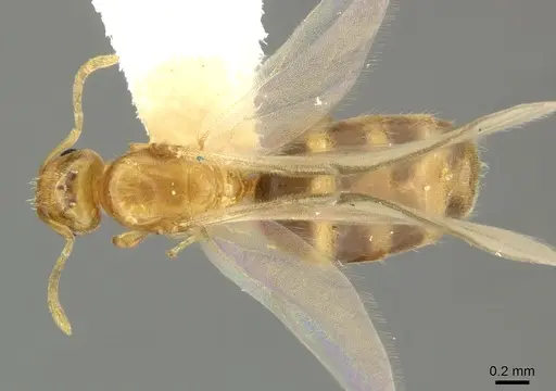 Brachymyrmex pictus specimen CASENT0619185 image casent0619185_1
