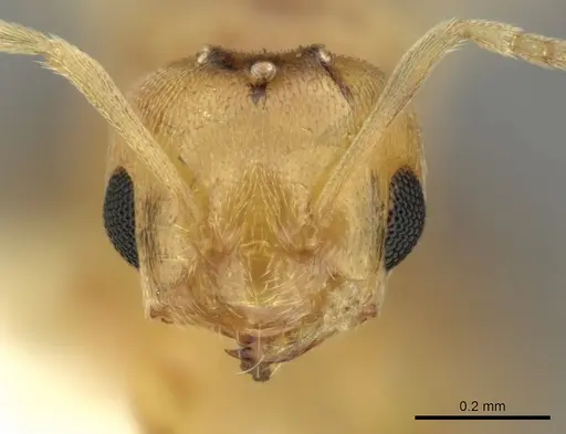 Brachymyrmex pictus specimen CASENT0619185 image casent0619185_2