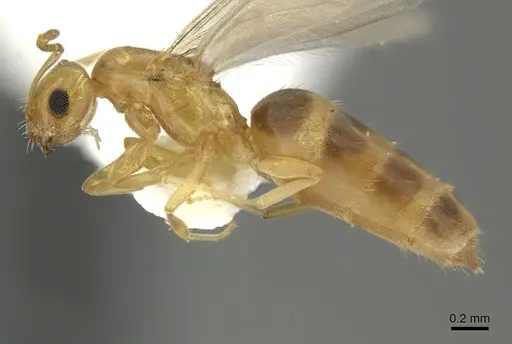 Brachymyrmex pictus specimen CASENT0619185 image casent0619185_3