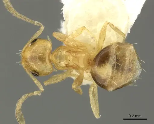 Brachymyrmex pictus specimen CASENT0619186 image casent0619186_1