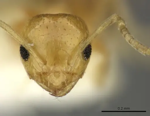 Brachymyrmex pictus specimen CASENT0619186 image casent0619186_2