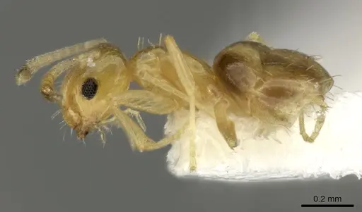 Brachymyrmex pictus specimen CASENT0619186 image casent0619186_3
