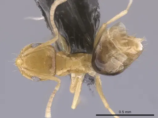 Brachymyrmex pictus specimen CASENT0653682 image casent0653682_1