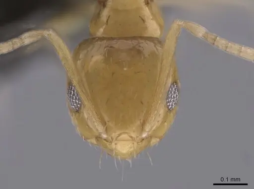 Brachymyrmex pictus specimen CASENT0653682 image casent0653682_2