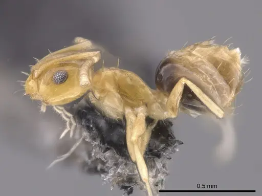 Brachymyrmex pictus specimen CASENT0653682 image casent0653682_3