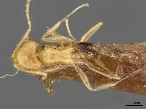 Brachymyrmex pictus specimen CASENT0909939 image casent0909939_1