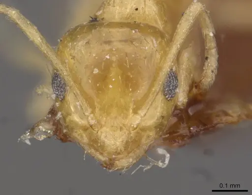 Brachymyrmex pictus specimen CASENT0909939 image casent0909939_2