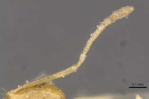 Brachymyrmex pictus specimen CASENT0909939 image casent0909939_3