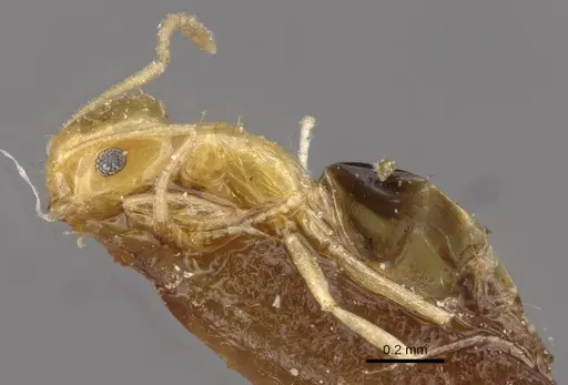 Brachymyrmex pictus specimen CASENT0909939 image casent0909939_4