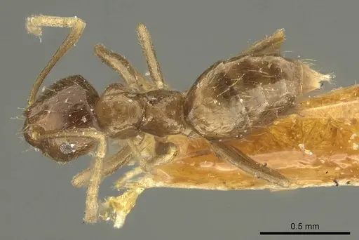 Brachymyrmex pictus specimen CASENT0915734 image casent0915734_1