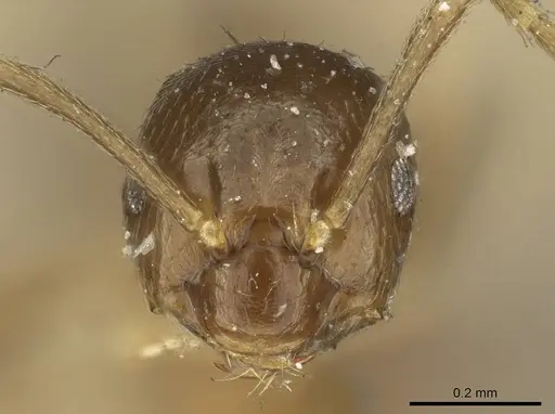 Brachymyrmex pictus specimen CASENT0915734 image casent0915734_2