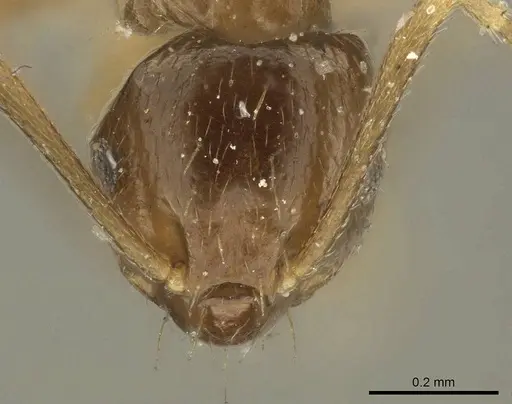 Brachymyrmex pictus specimen CASENT0915734 image casent0915734_3