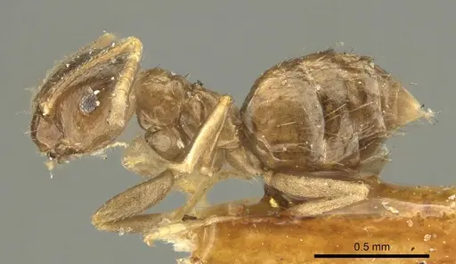 Brachymyrmex pictus specimen CASENT0915734 image casent0915734_4