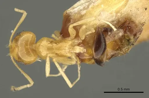 Brachymyrmex pictus specimen CASENT0915735 image casent0915735_1