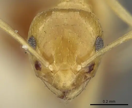 Brachymyrmex pictus specimen CASENT0915735 image casent0915735_2