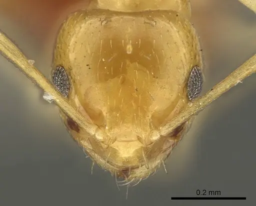 Brachymyrmex pictus specimen CASENT0915735 image casent0915735_3