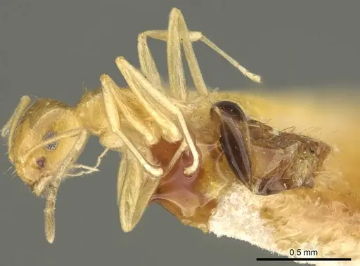Brachymyrmex pictus specimen CASENT0915735 image casent0915735_4