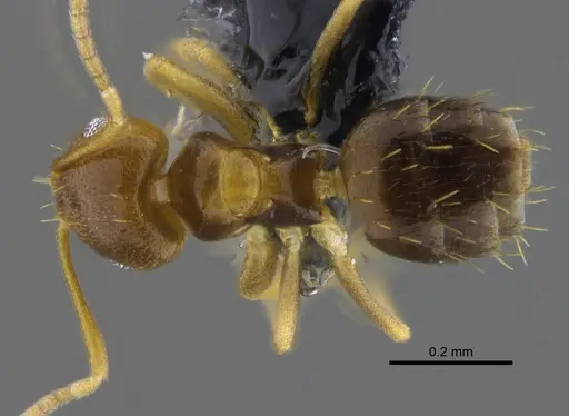 Brachymyrmex pictus specimen CBUMAGENT41831 image cbumagent41831_1