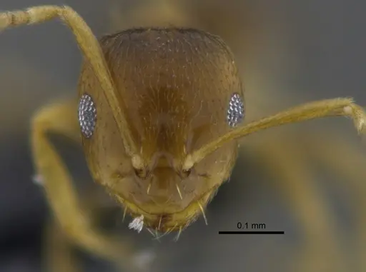 Brachymyrmex pictus specimen CBUMAGENT41831 image cbumagent41831_2