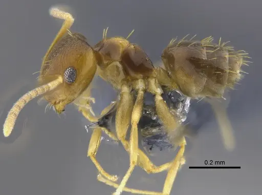 Brachymyrmex pictus specimen CBUMAGENT41831 image cbumagent41831_3