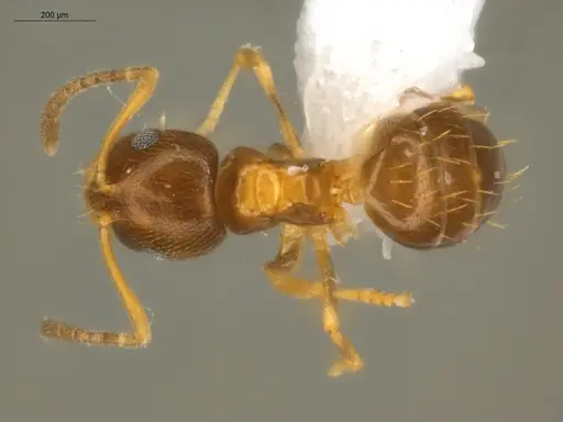 Brachymyrmex pictus specimen ECOFOG-SAV18-0003-06 image ecofog-sav18-0003-06_1