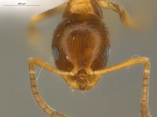 Brachymyrmex pictus specimen ECOFOG-SAV18-0003-06 image ecofog-sav18-0003-06_2