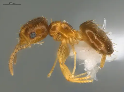 Brachymyrmex pictus specimen ECOFOG-SAV18-0003-06 image ecofog-sav18-0003-06_3