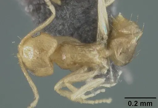 Brachymyrmex pictus specimen USNMENT01124250 image usnment01124250_1