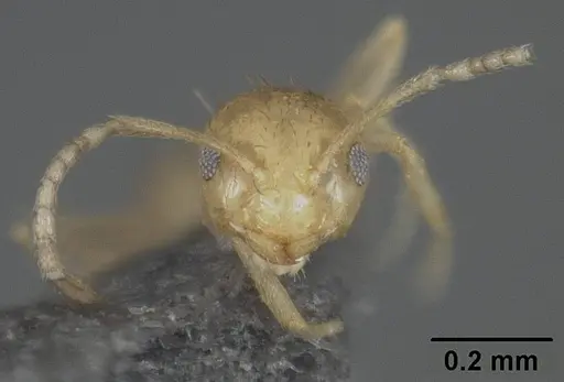 Brachymyrmex pictus specimen USNMENT01124250 image usnment01124250_2