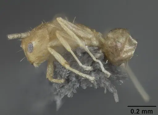 Brachymyrmex pictus specimen USNMENT01124250 image usnment01124250_3