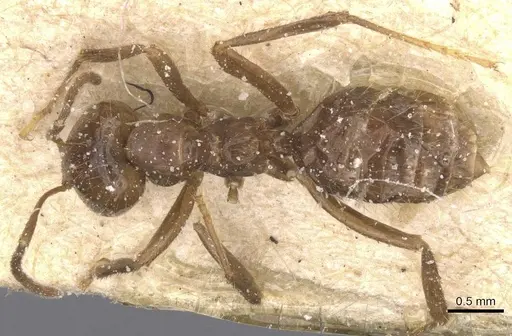 Brachymyrmex pilipes specimen CASENT0911610 image casent0911610_1