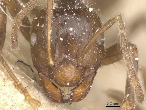 Brachymyrmex pilipes specimen CASENT0911610 image casent0911610_2