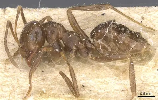 Brachymyrmex pilipes specimen CASENT0911610 image casent0911610_3